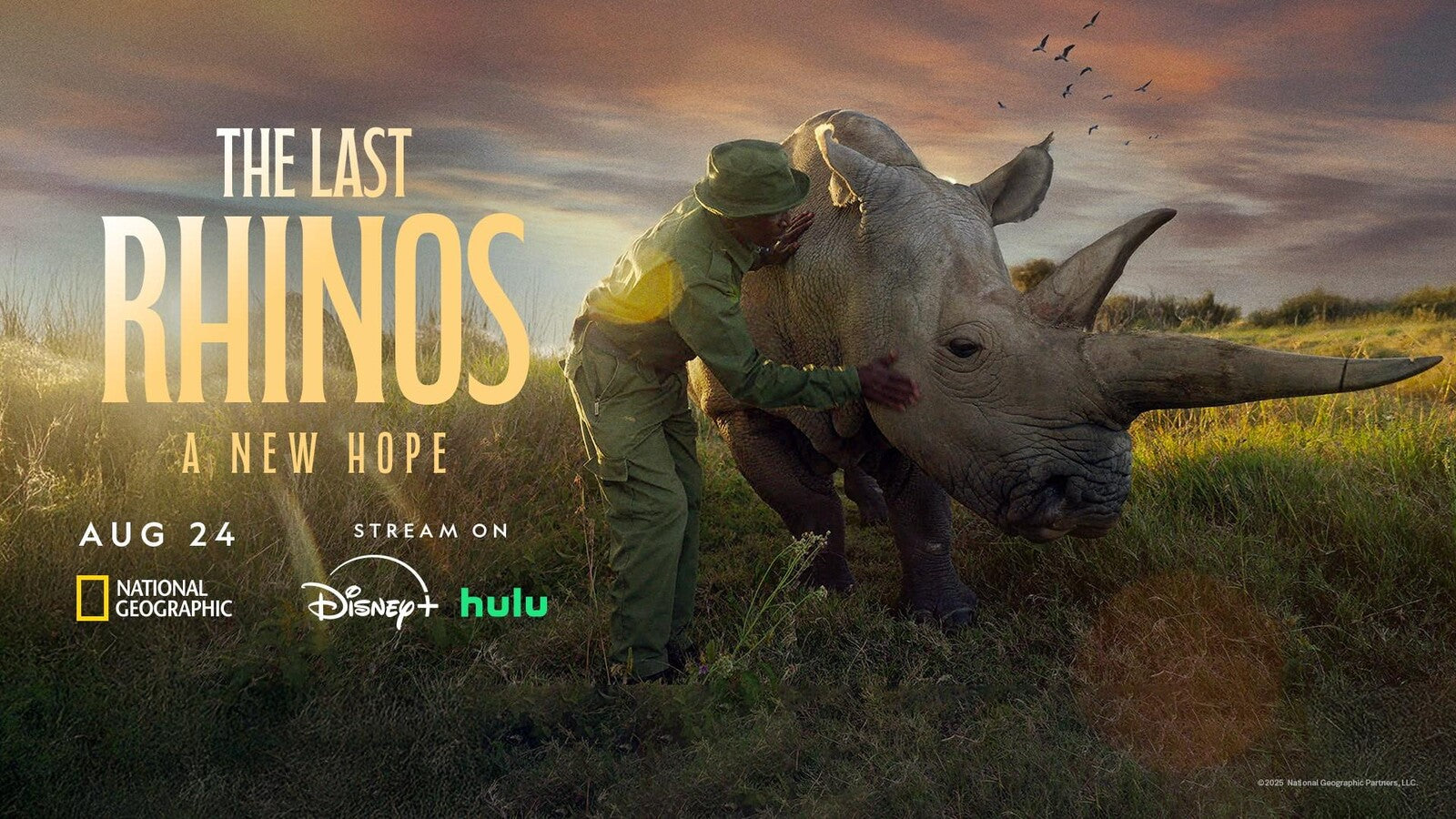 The Last Rhinos: A New Hope on National Geographic, Disney+, and Hulu