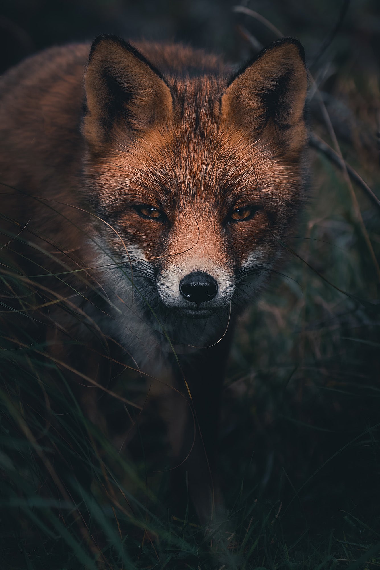 An arctic fox - Konsta Punkka Wildlife Photography