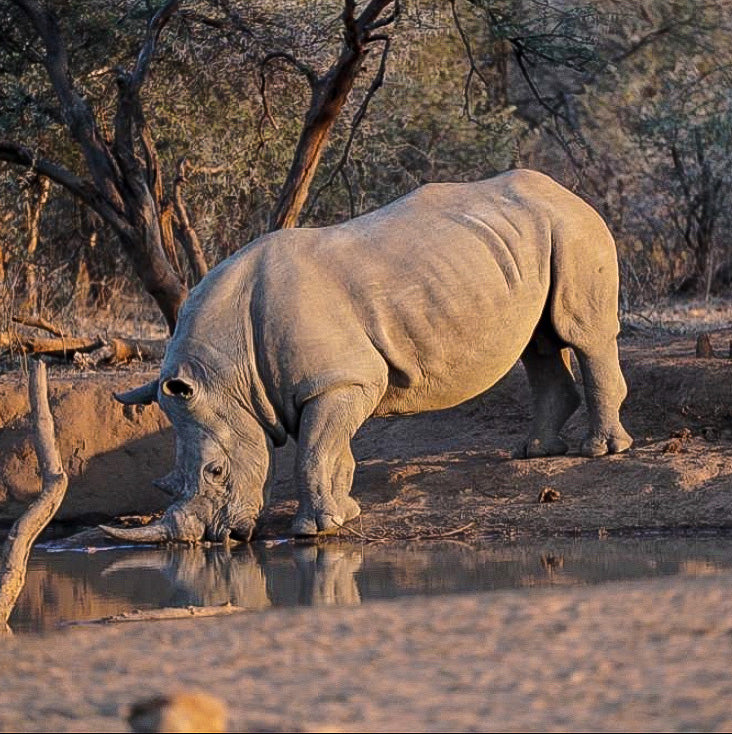 Our Impact: Protecting Pangolin, Rhinos and Critical Wildlife Corridors with Project Ranger