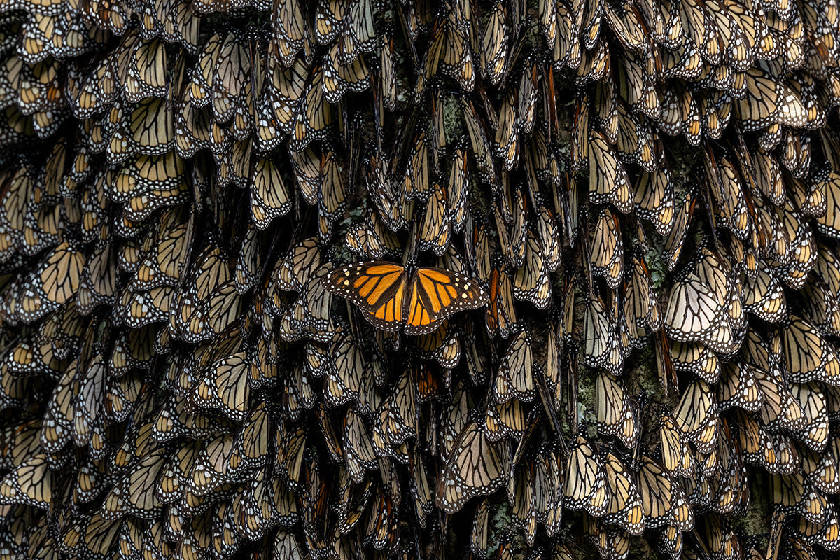 Single Monarch by Jaime Rojo