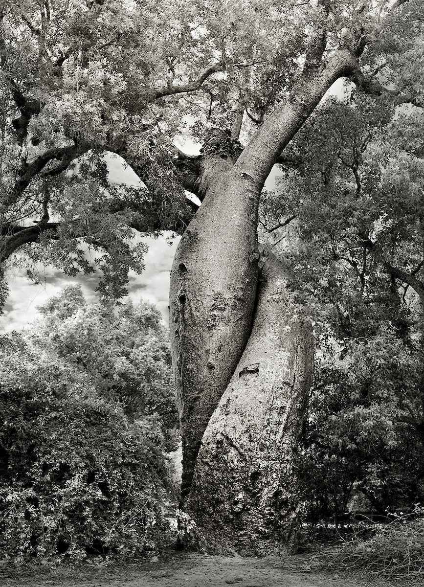 The Lovers by Beth Moon
