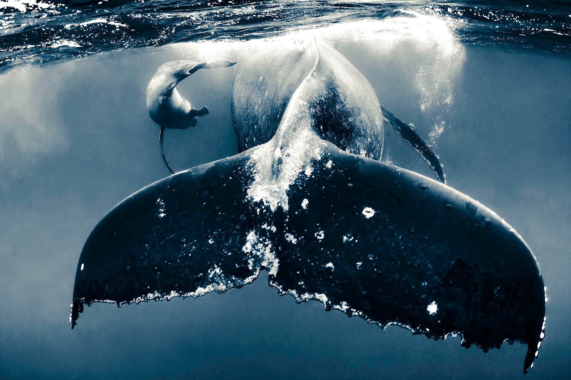 Shawn Heinrichs. Limited Edition.