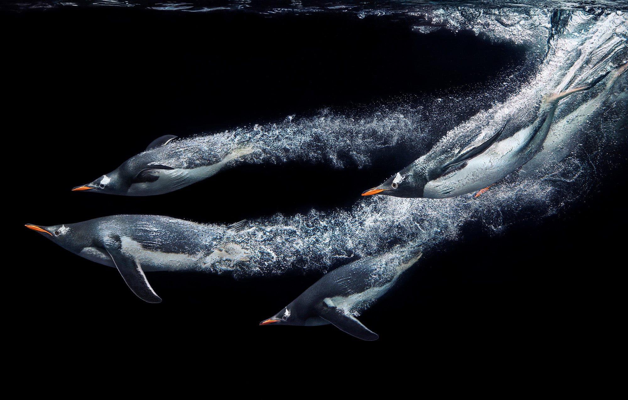 Tim Flach. Limited Edition.