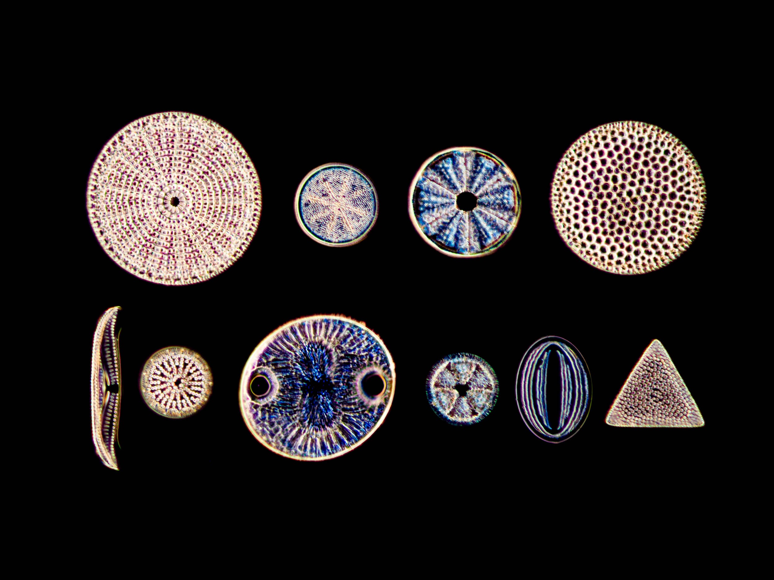 Patterns: Art of the Natural World by Jon McCormack and Signed Limited Edition Print