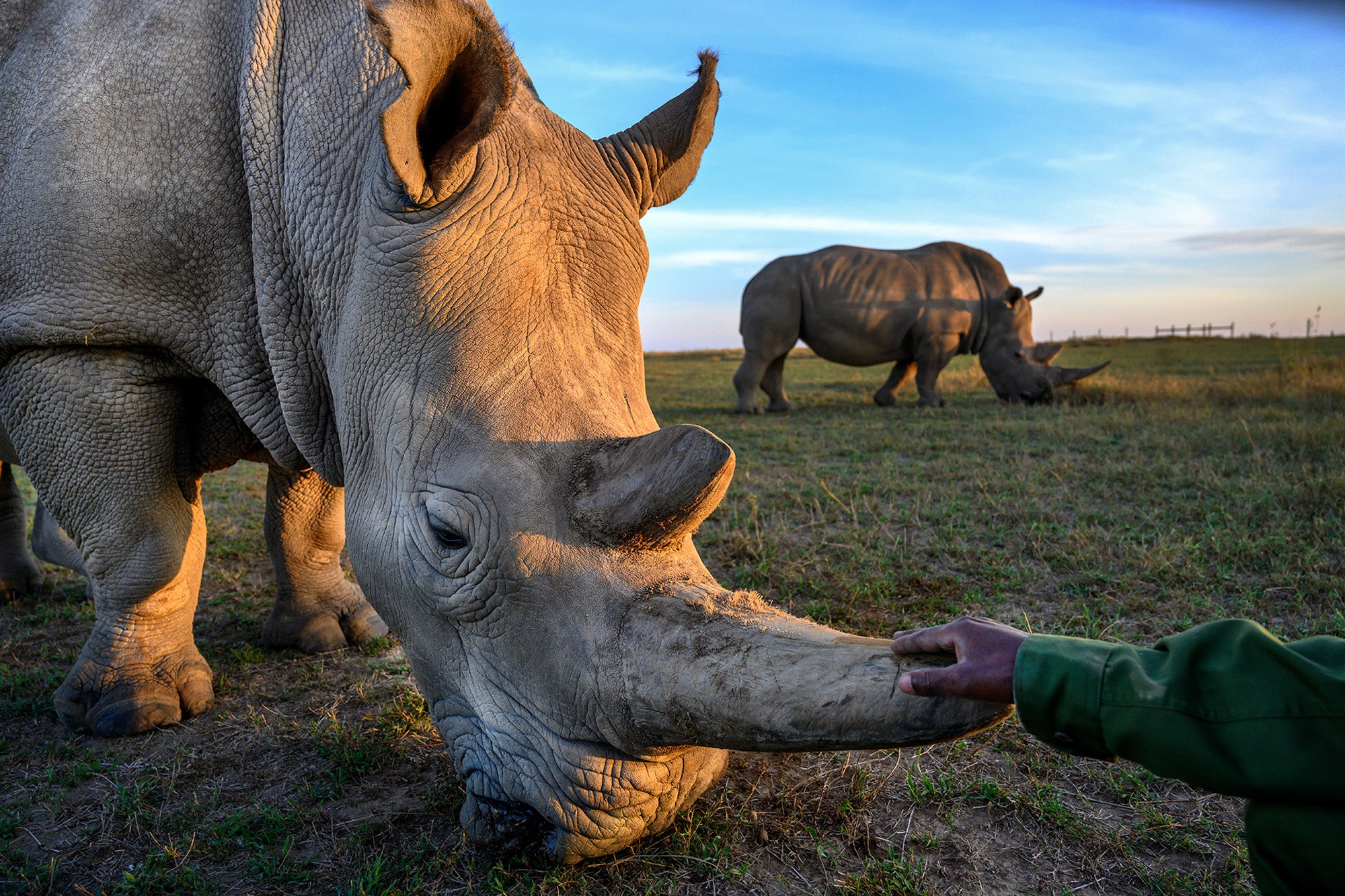 Laikipia & Ol Pejeta