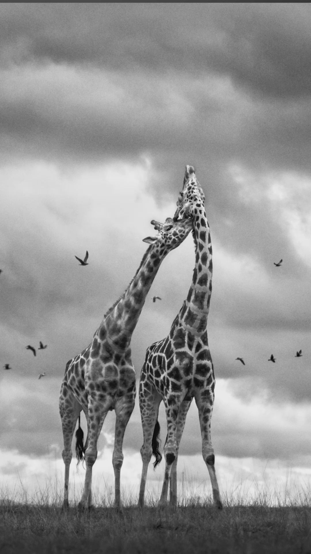 Marina Cano. Giraffes.