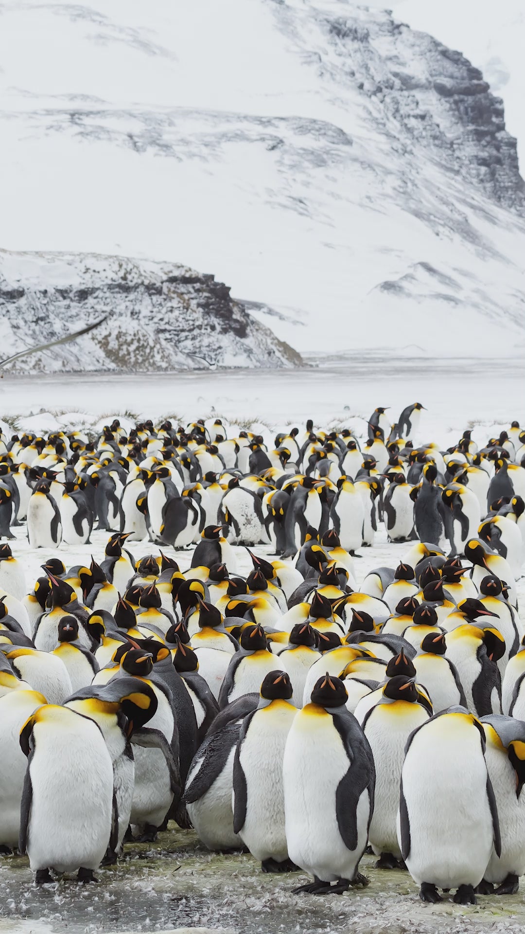 Jennifer Wu. King Penguins in Snow.