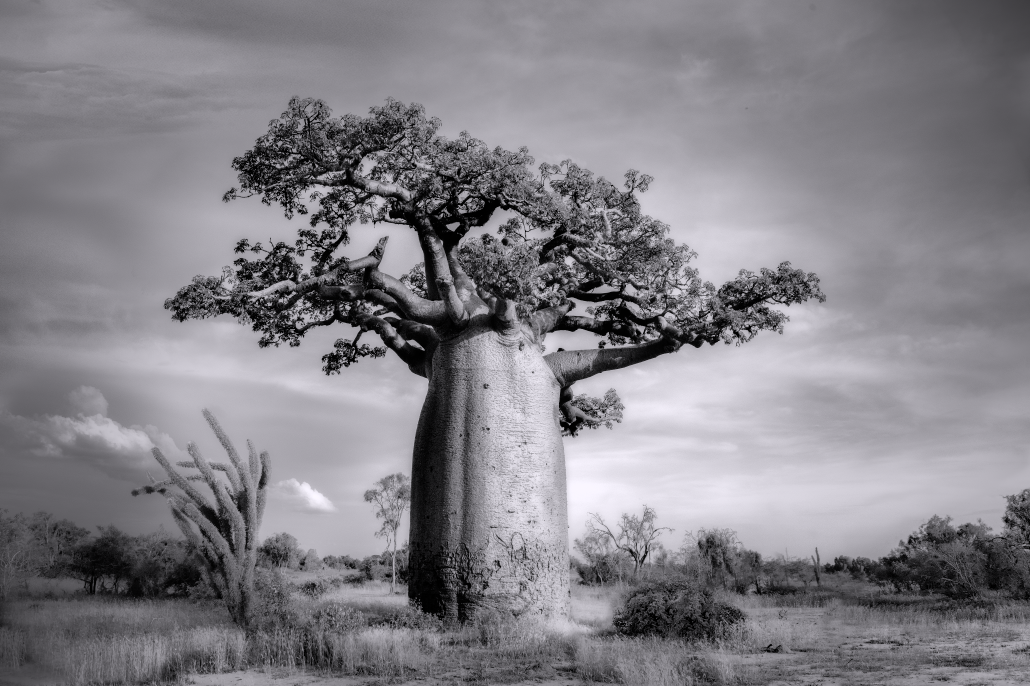 Beth Moon.  Baobab III Ankoabe. Limited Edition.